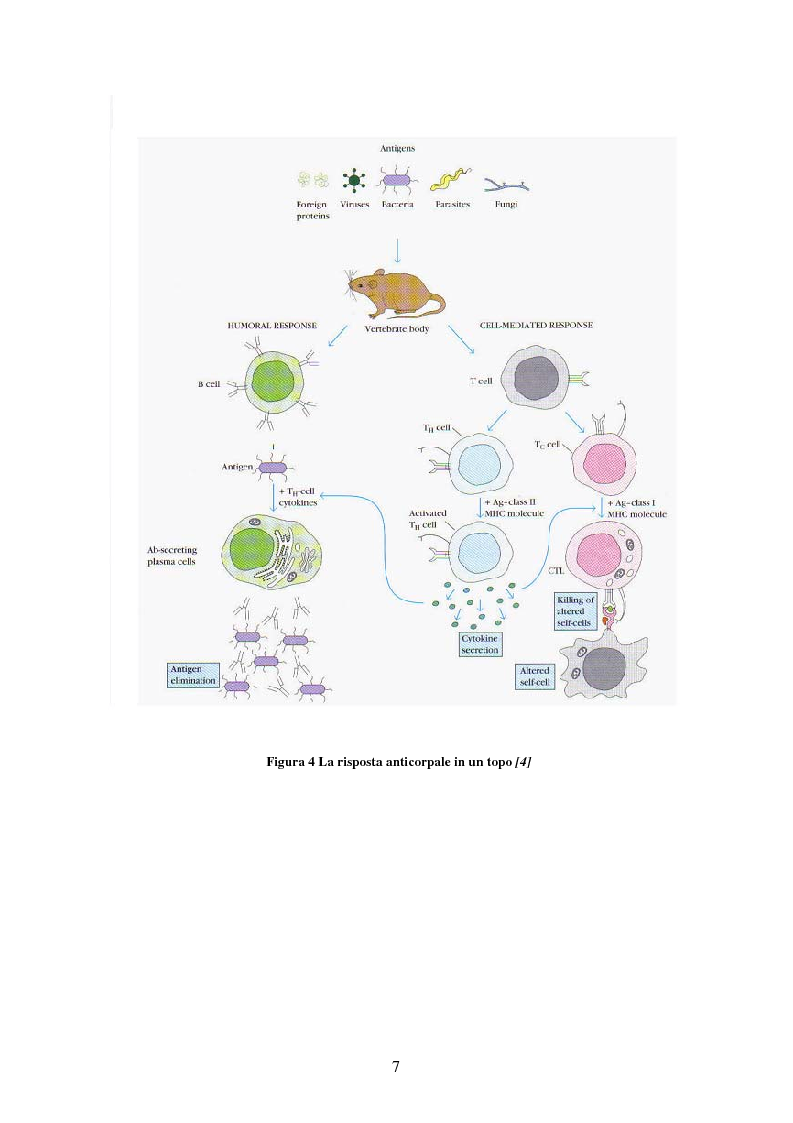 Anteprima della tesi: Produzione di anticorpi monoclonali con scopi diagnostici in ambito veterinario ed alimentare, Pagina 7