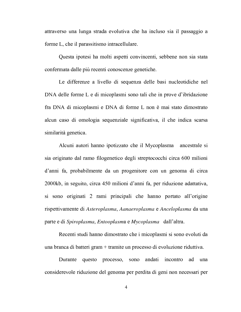 Anteprima della tesi: Uso delle mcs4 e lppa PCRs per la differenziazione molecolare di Mycoplasma capricolum subsp. capricolum e Mycoplasma mycoides subsp. mycoides LC, Pagina 2