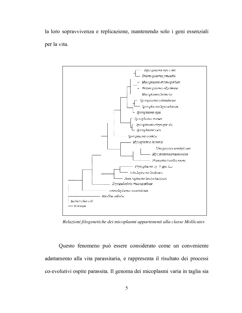 Anteprima della tesi: Uso delle mcs4 e lppa PCRs per la differenziazione molecolare di Mycoplasma capricolum subsp. capricolum e Mycoplasma mycoides subsp. mycoides LC, Pagina 3