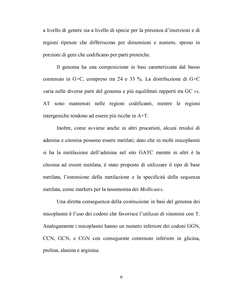 Anteprima della tesi: Uso delle mcs4 e lppa PCRs per la differenziazione molecolare di Mycoplasma capricolum subsp. capricolum e Mycoplasma mycoides subsp. mycoides LC, Pagina 4