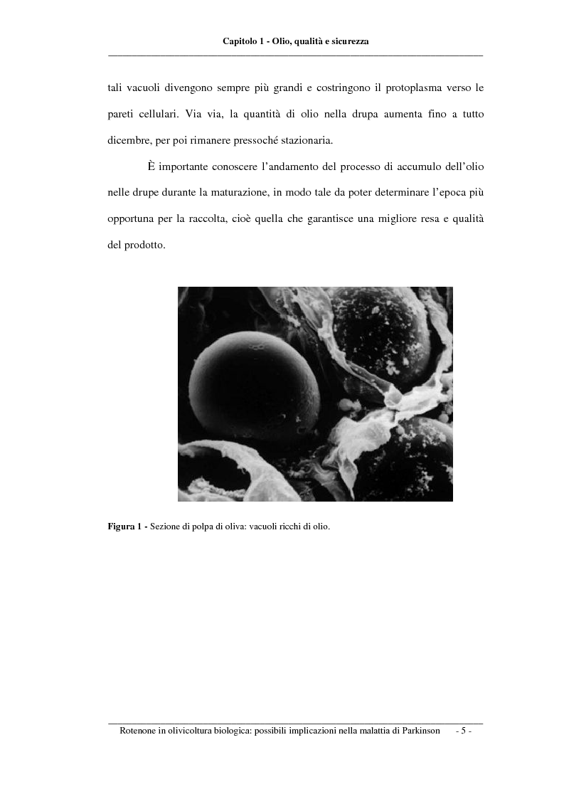 Anteprima della tesi: Rotenone nell'olivicoltura biologica: possibili implicazioni nella malattia di Parkinson, Pagina 5