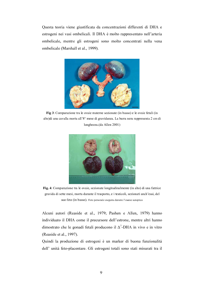 Anteprima della tesi: Andamento dei livelli plasmatici di ACTH e cortisolo nel puledro neonato setticemico, Pagina 7