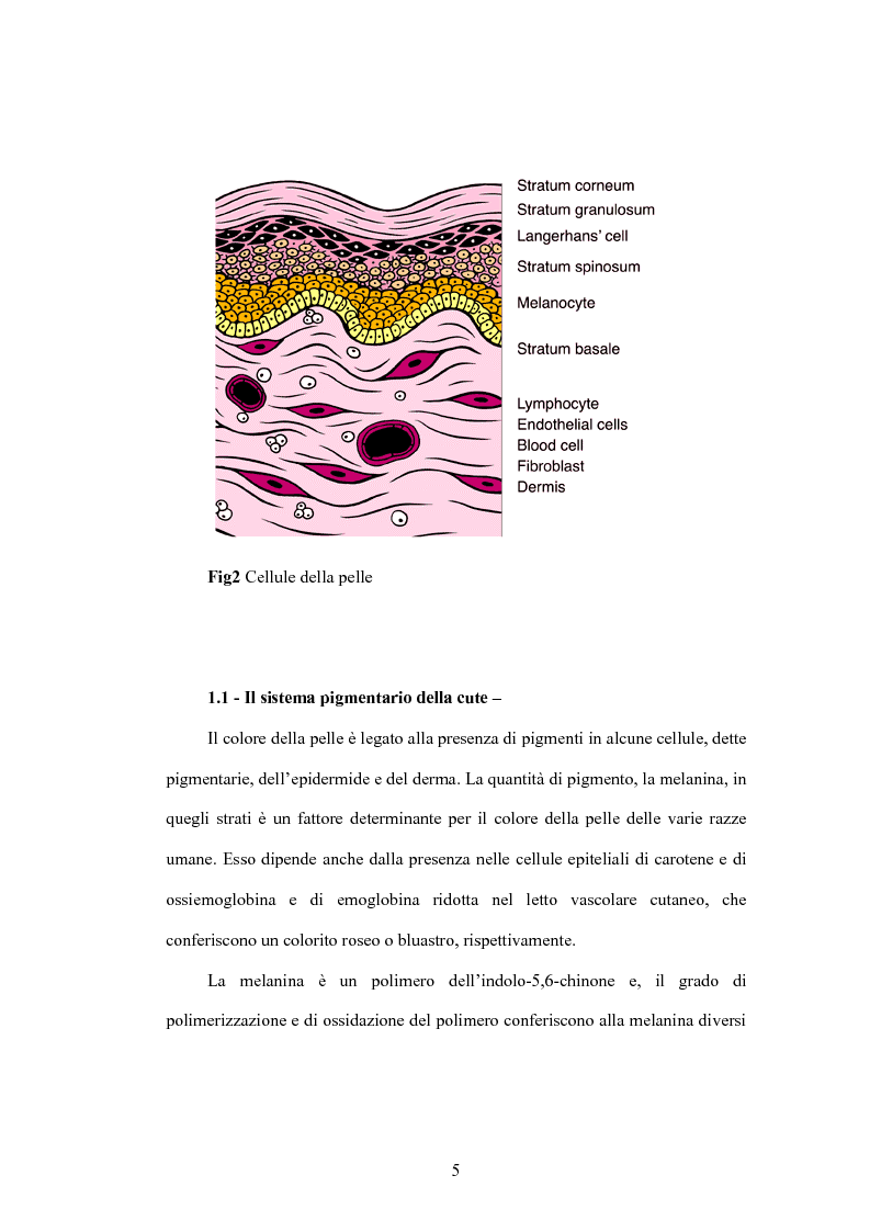 Anteprima della tesi: La pelle ed il sole: le nuove soluzioni cosmetiche per la protezione dai raggi UVA/UVB, Pagina 5