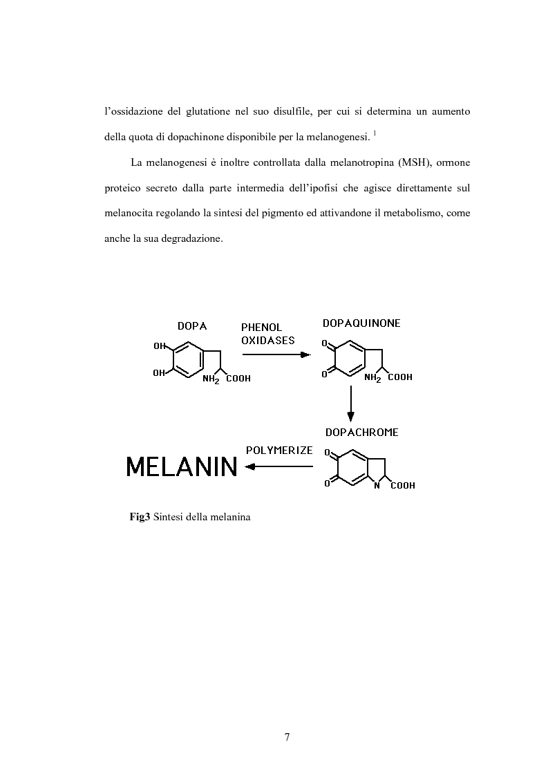 Anteprima della tesi: La pelle ed il sole: le nuove soluzioni cosmetiche per la protezione dai raggi UVA/UVB, Pagina 7