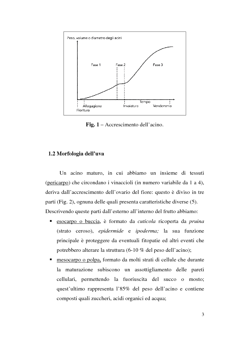 Anteprima della tesi: Sistemi d'allevamento del vitigno cultivar Sangiovese e loro influenza sulle caratteristiche compositive, strutturali e minori dei vini corrispondenti, Pagina 3
