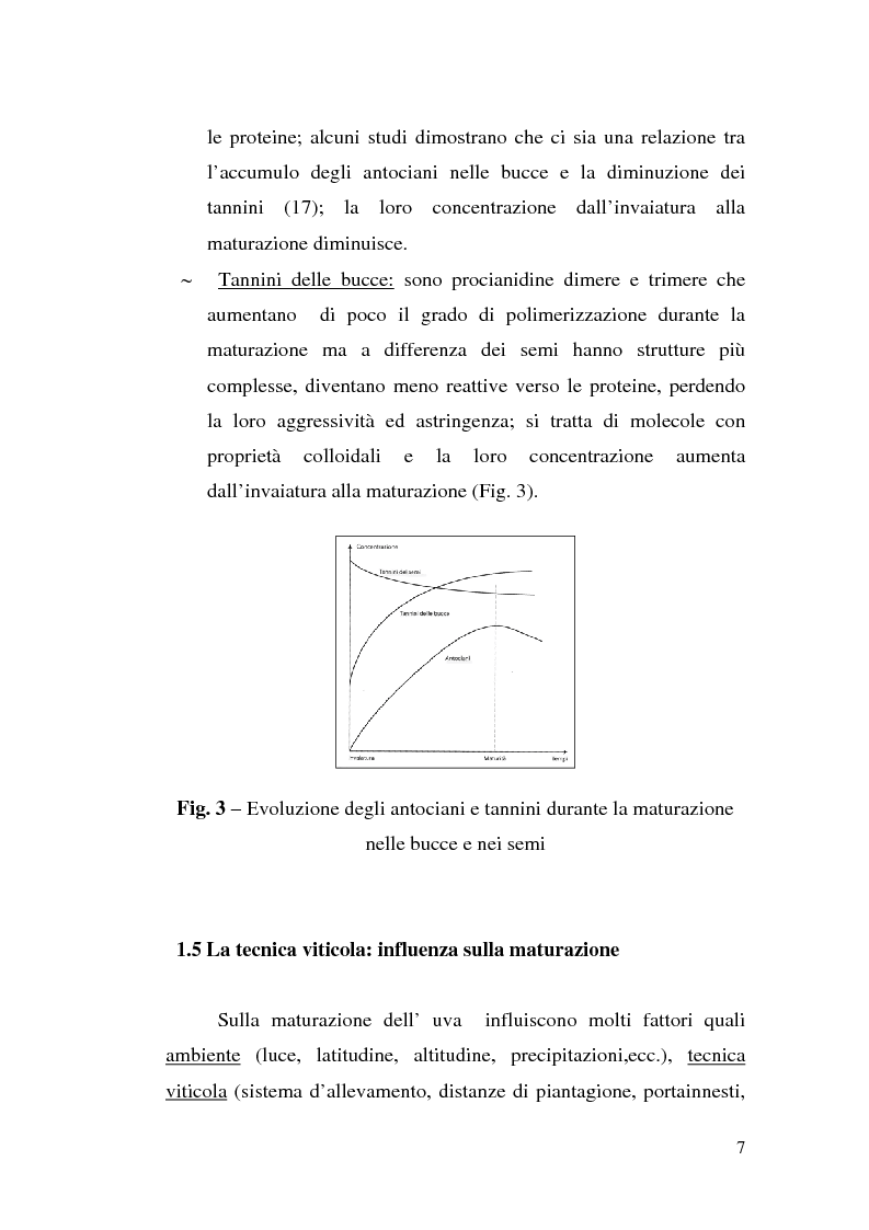 Anteprima della tesi: Sistemi d'allevamento del vitigno cultivar Sangiovese e loro influenza sulle caratteristiche compositive, strutturali e minori dei vini corrispondenti, Pagina 7