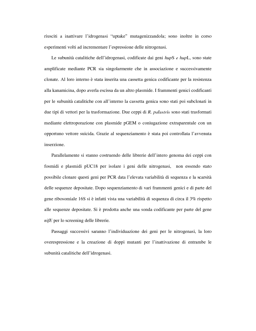 Anteprima della tesi: Ingegnerizzazione di mutanti di batteri rossi non sulfurei per lo sviluppo di processi fermentativi idonei alla produzione di H2, Pagina 2