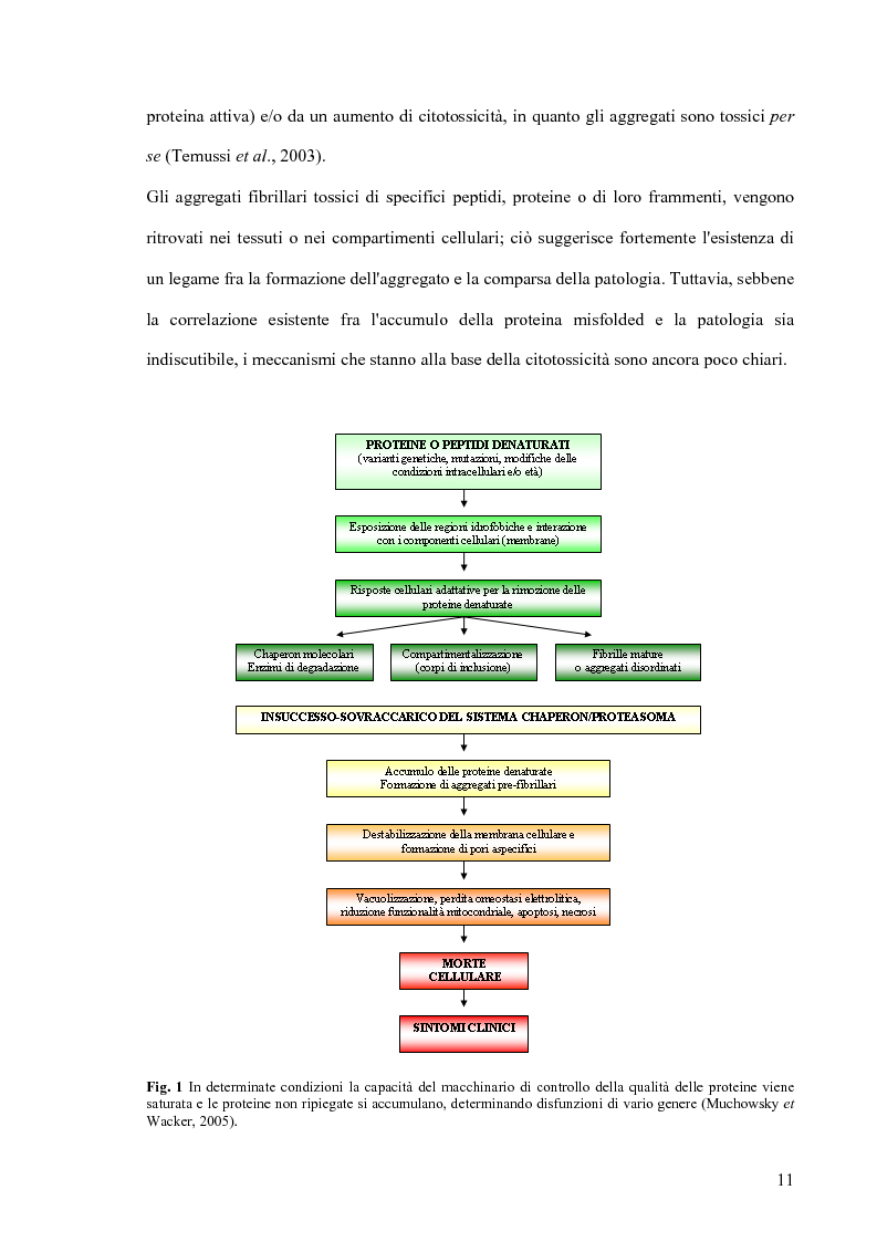 Anteprima della tesi: Studi di citossicità del peptide beta-amiloide (1-40), implicato nel morbo di Alzheimer, su protisti utilizzati come organismi modello, Pagina 5