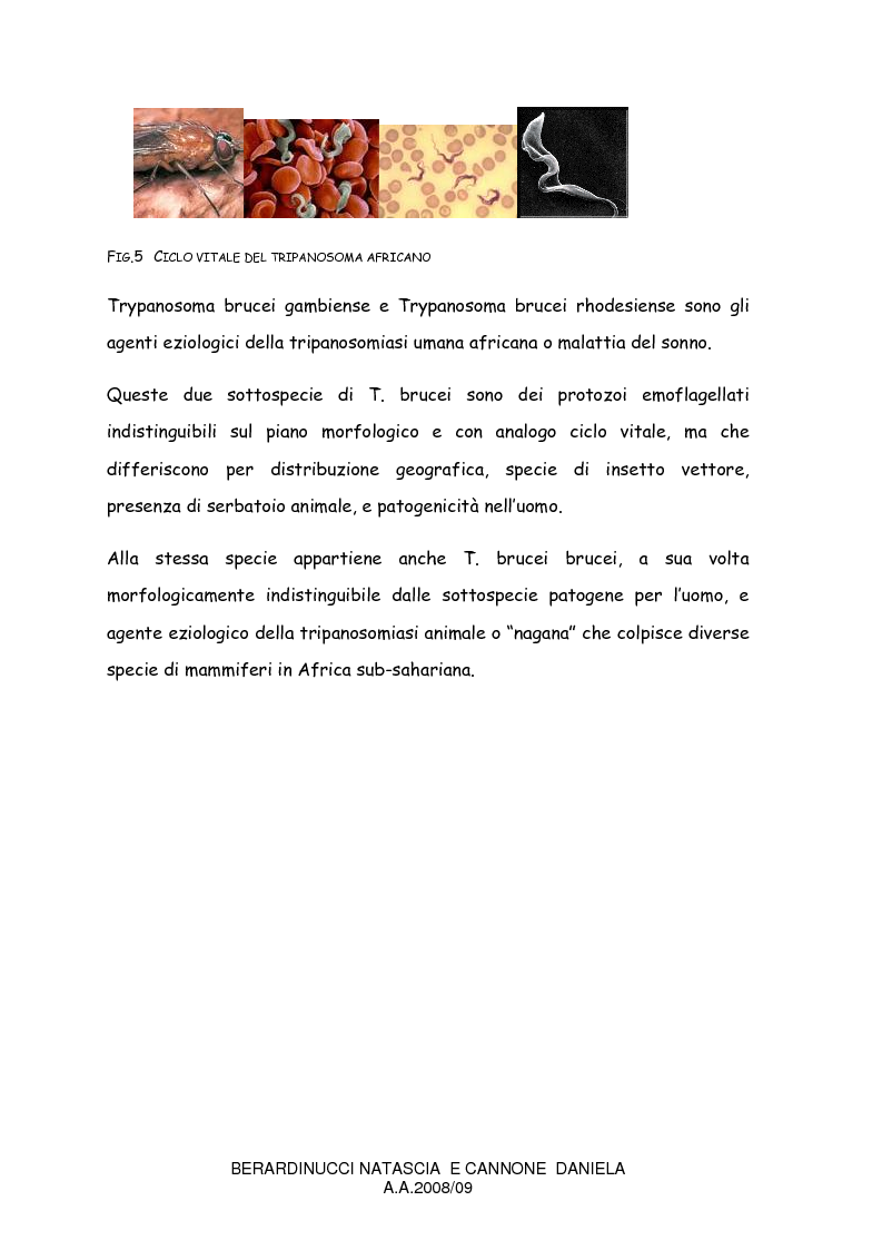 Anteprima della tesi: La trypanosomiasi africana e le complicanze neurologiche, Pagina 8