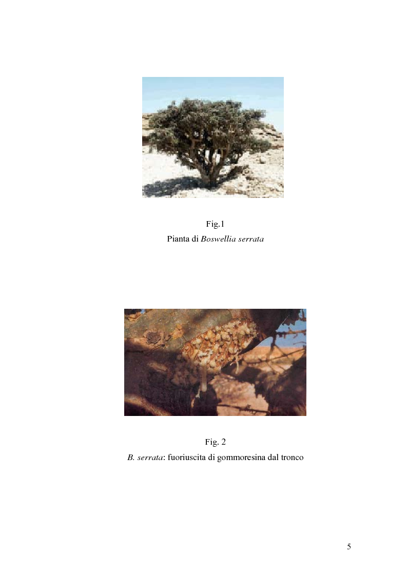 Anteprima della tesi: Effetto di un estratto di Boswellia serrata e di acido 3-o-acetil-11-cheto-beta-boswellico sulle metalloproteasi di matrice 2 e 9 di cheratinociti, Pagina 5