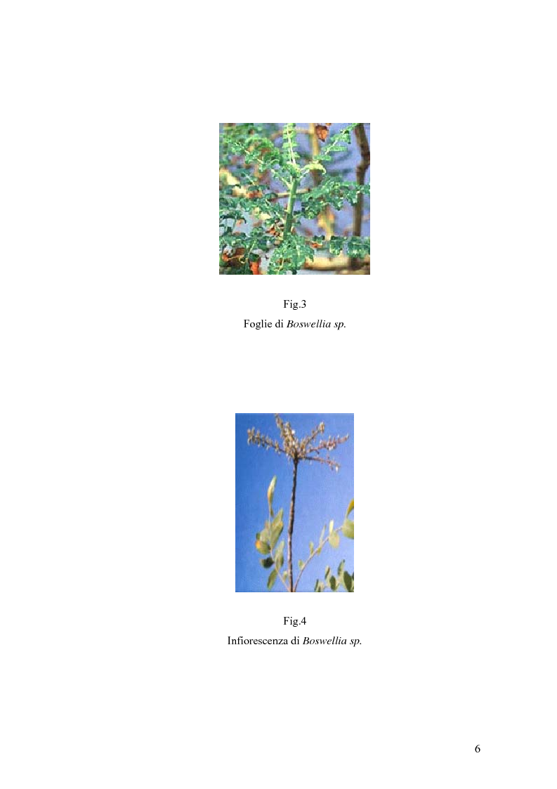 Anteprima della tesi: Effetto di un estratto di Boswellia serrata e di acido 3-o-acetil-11-cheto-beta-boswellico sulle metalloproteasi di matrice 2 e 9 di cheratinociti, Pagina 6