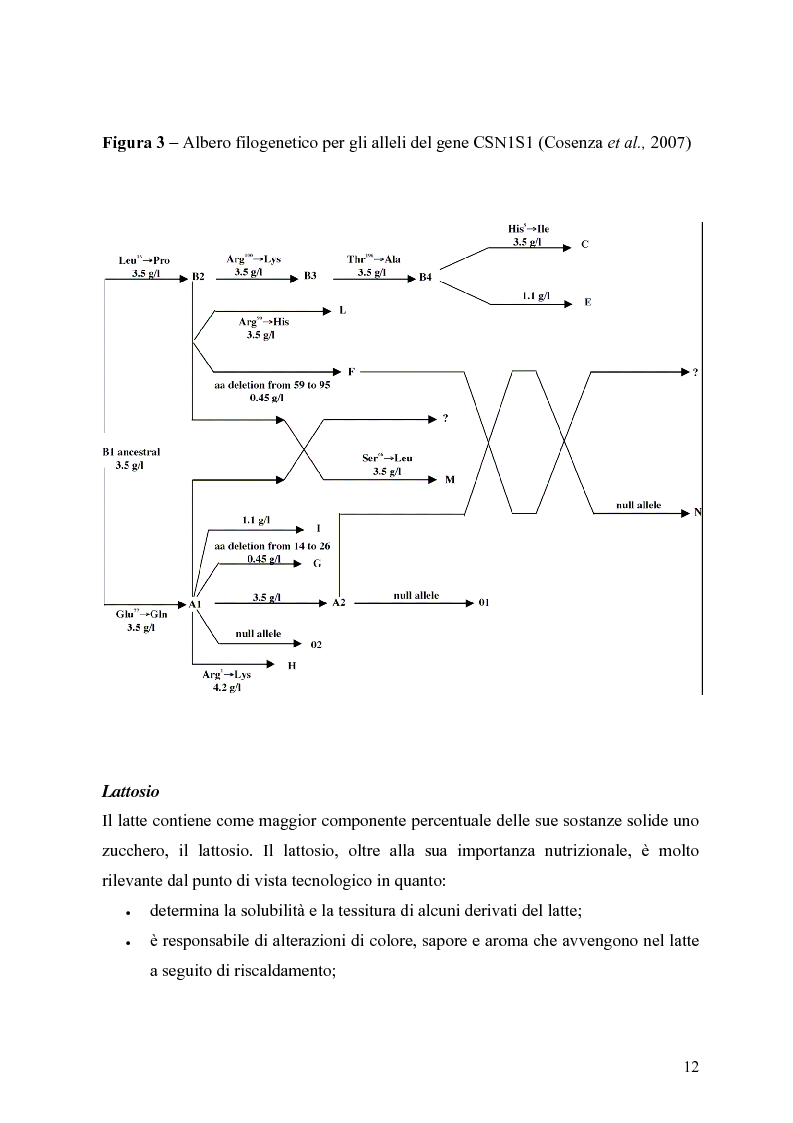 Anteprima della tesi: Caratterizzazione enzimatica ed elettroforetica del latte di capra Garganica, Pagina 9