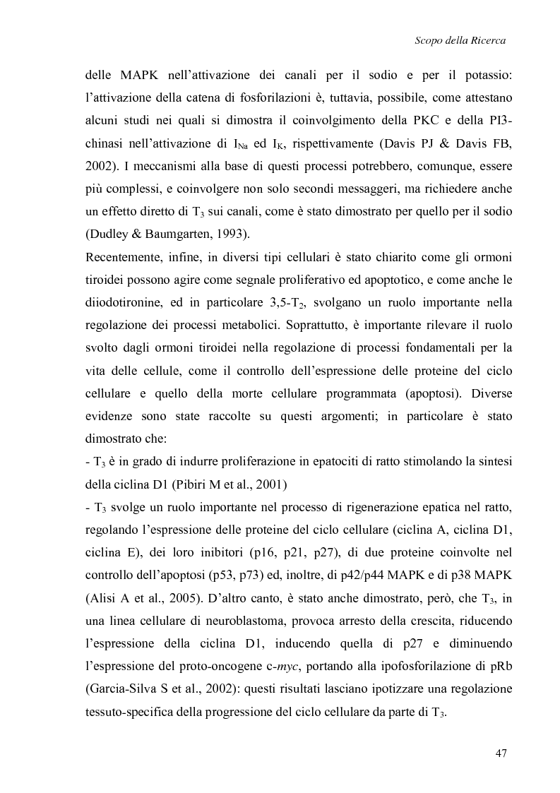 Anteprima della tesi: Effetti non genomici degli ormoni tiroidei in epatociti durante lo sviluppo embrionale, Pagina 2