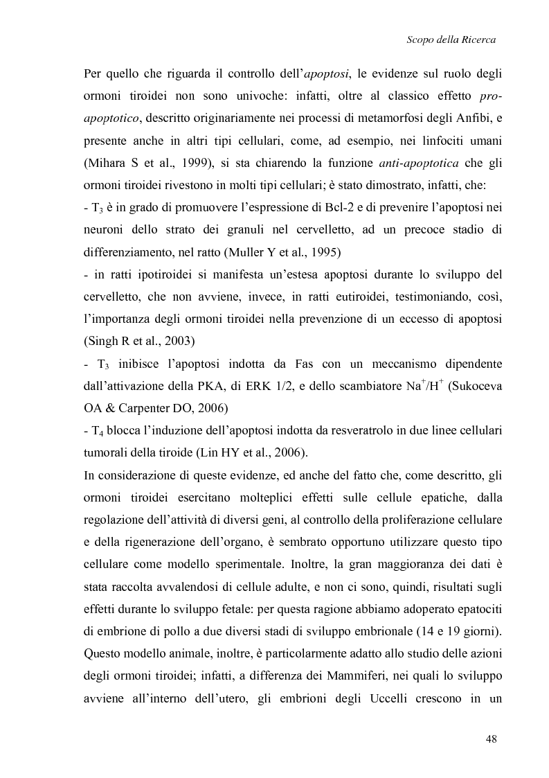 Anteprima della tesi: Effetti non genomici degli ormoni tiroidei in epatociti durante lo sviluppo embrionale, Pagina 3
