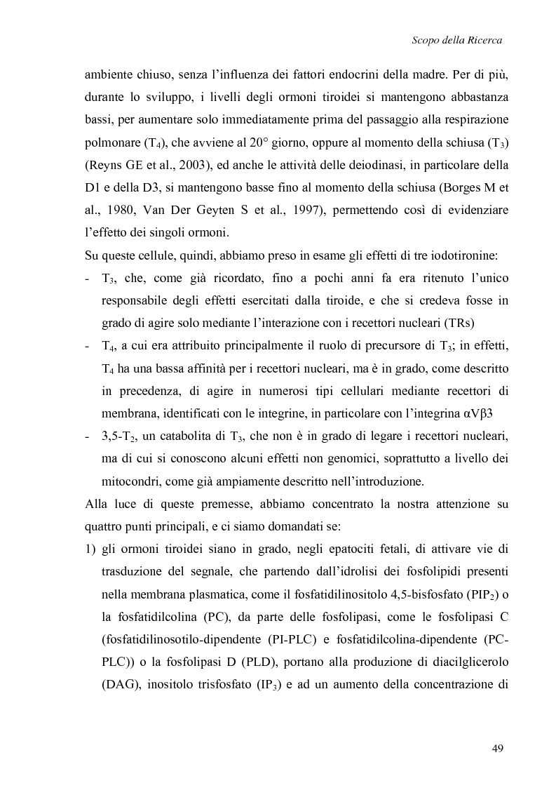 Anteprima della tesi: Effetti non genomici degli ormoni tiroidei in epatociti durante lo sviluppo embrionale, Pagina 4