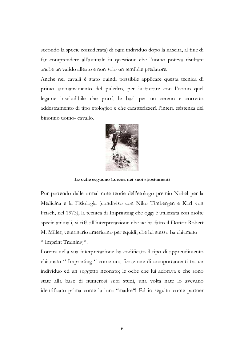 Anteprima della tesi: Imprint Training ed esperienze di addestramento dei puledri presso il Centro Militare Veterinario, Pagina 5