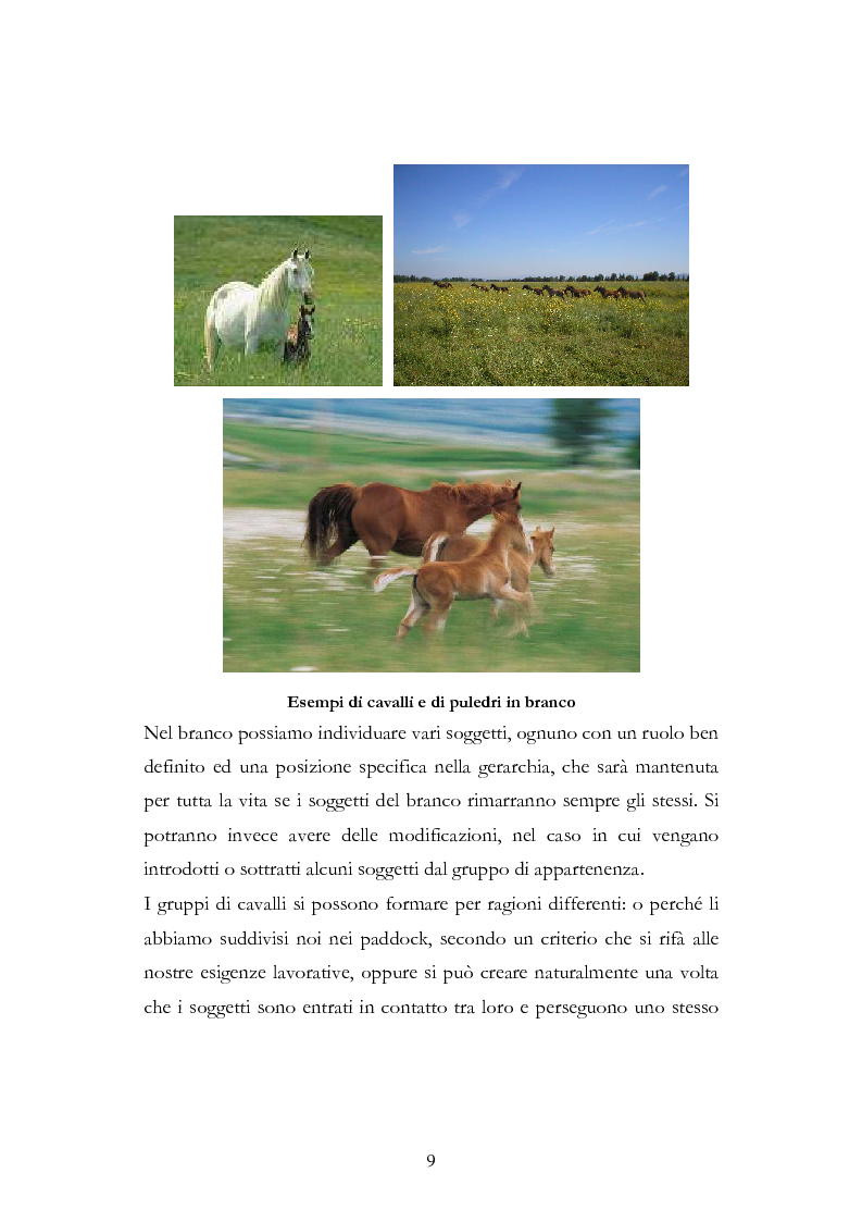 Anteprima della tesi: Imprint Training ed esperienze di addestramento dei puledri presso il Centro Militare Veterinario, Pagina 8