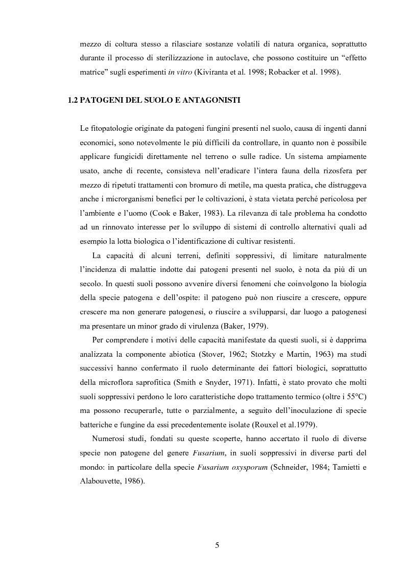 Anteprima della tesi: Composti organici volatili come meccanismo di antagonismo a lunga distanza in Fusarium oxysporum, Pagina 2