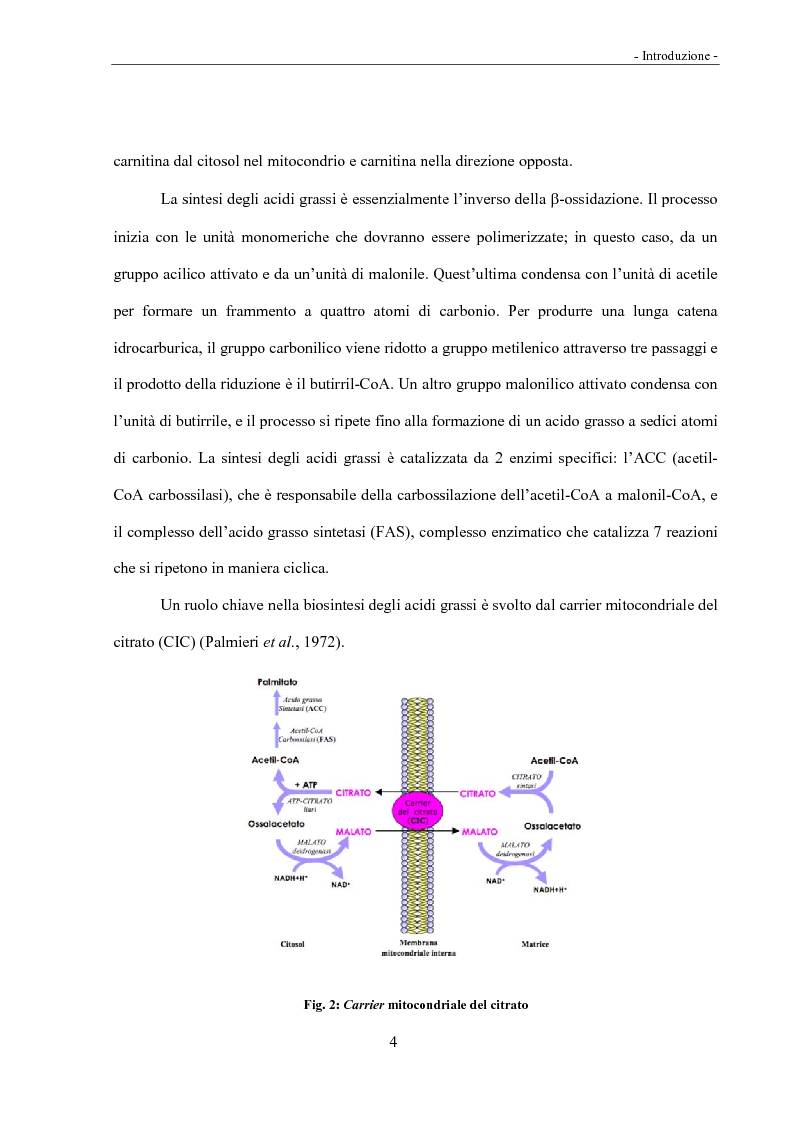 Anteprima della tesi: Acidi linoleici coniugati (CLA) e regolazione del metabolismo lipidico, Pagina 2