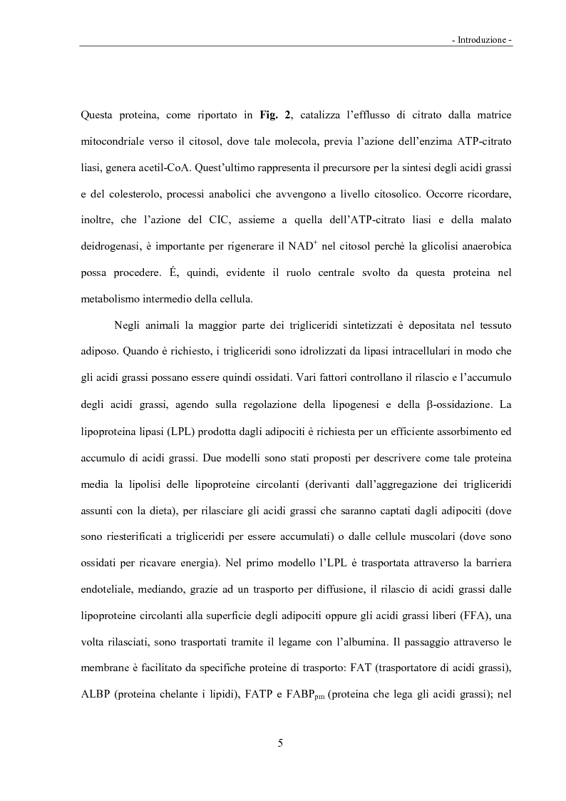 Anteprima della tesi: Acidi linoleici coniugati (CLA) e regolazione del metabolismo lipidico, Pagina 3