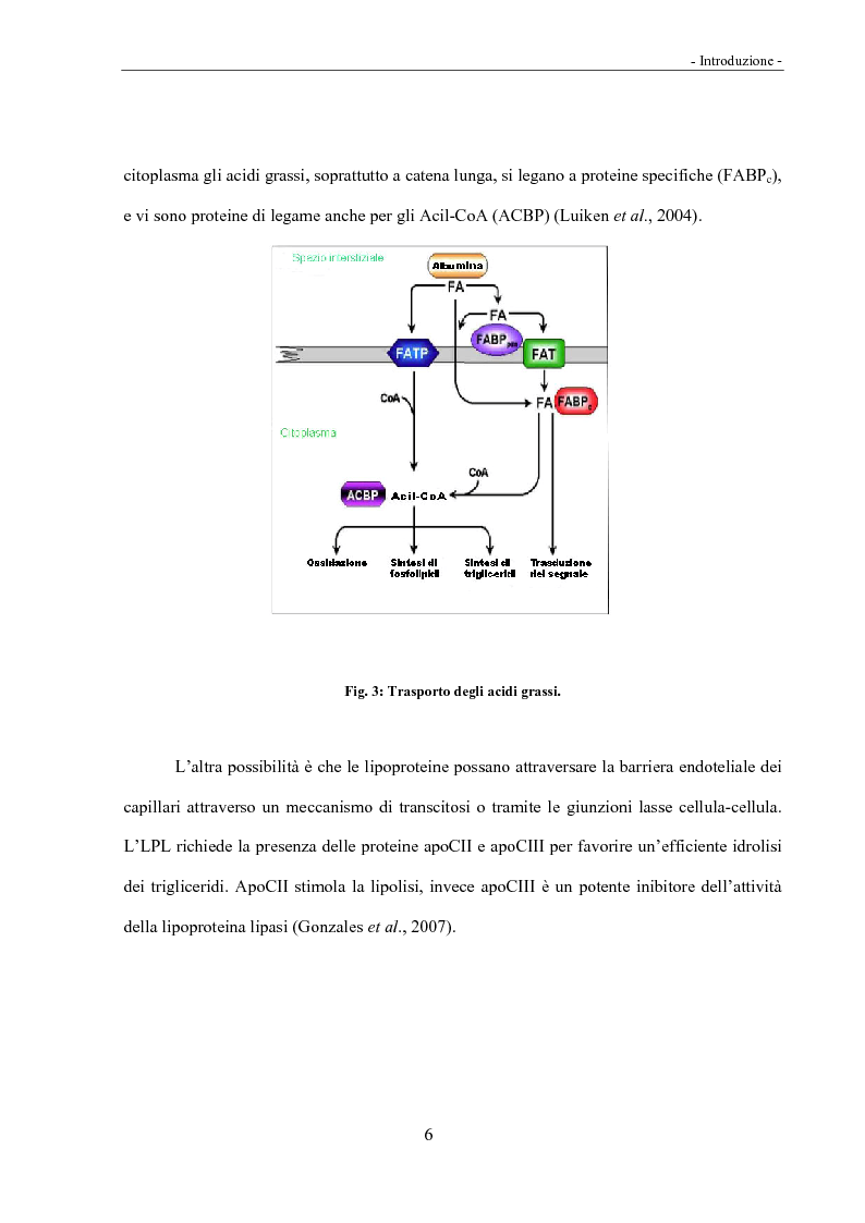 Anteprima della tesi: Acidi linoleici coniugati (CLA) e regolazione del metabolismo lipidico, Pagina 4