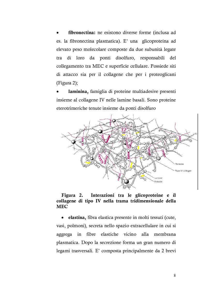 Anteprima della tesi: Risposta immunitaria umorale verso componenti della matrice extracellulare in pazienti con malattia celiaca, Pagina 4