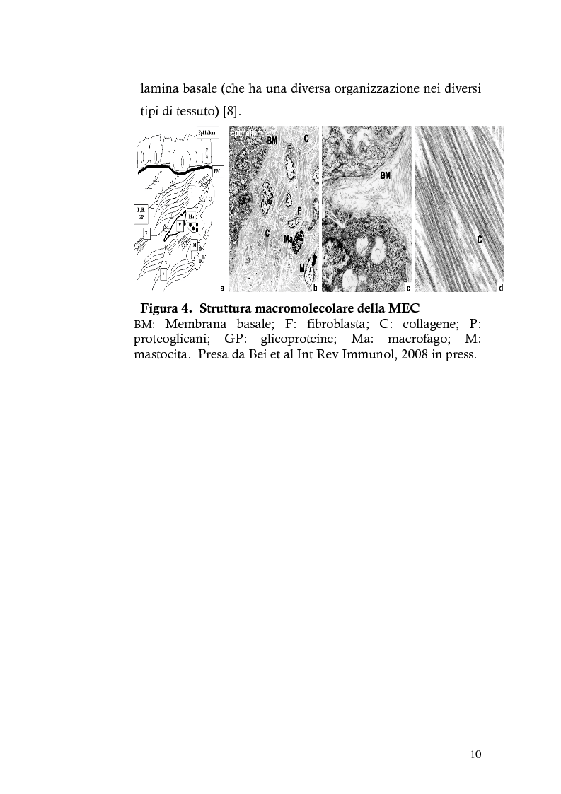 Anteprima della tesi: Risposta immunitaria umorale verso componenti della matrice extracellulare in pazienti con malattia celiaca, Pagina 6