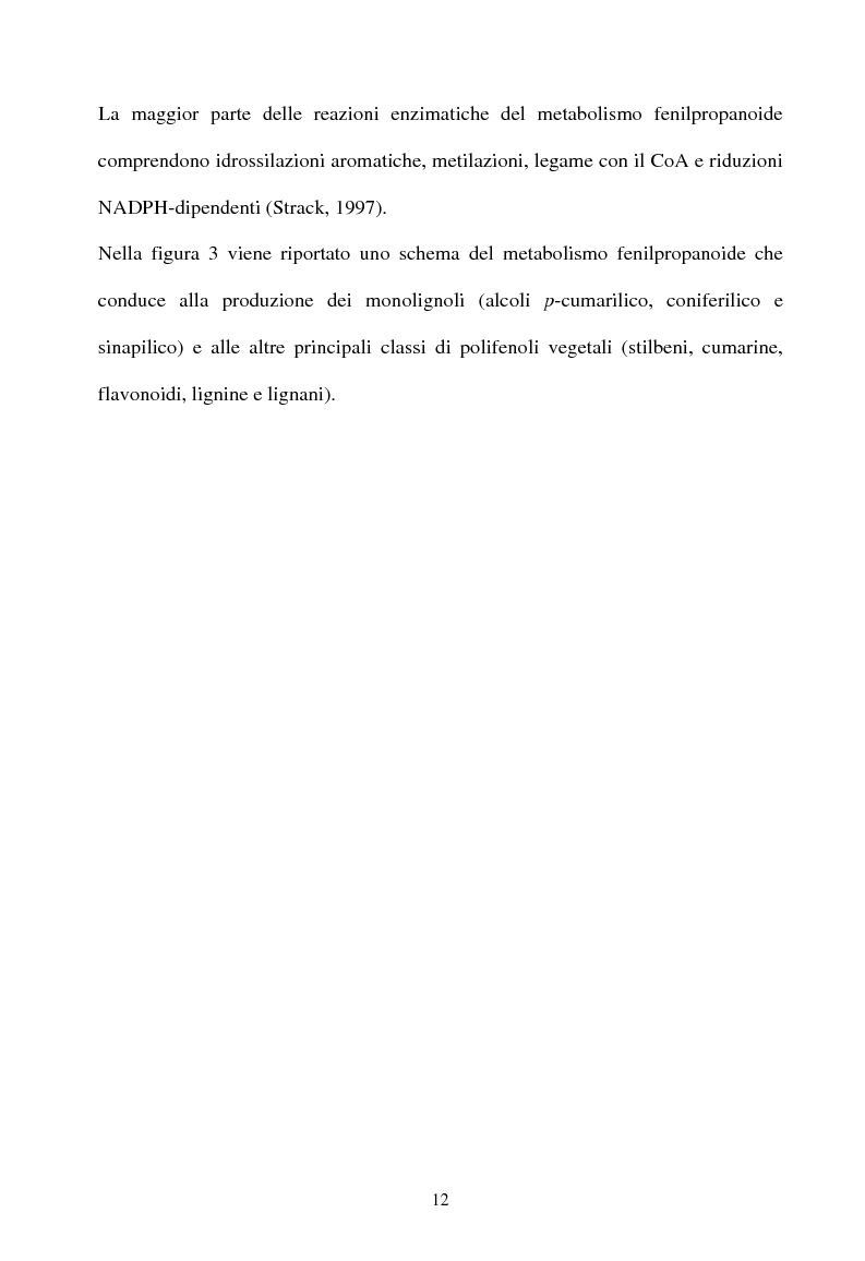 Anteprima della tesi: Piante micorrizate di carciofo: fenoli totali e attività antiossidante nei capolini, Pagina 10