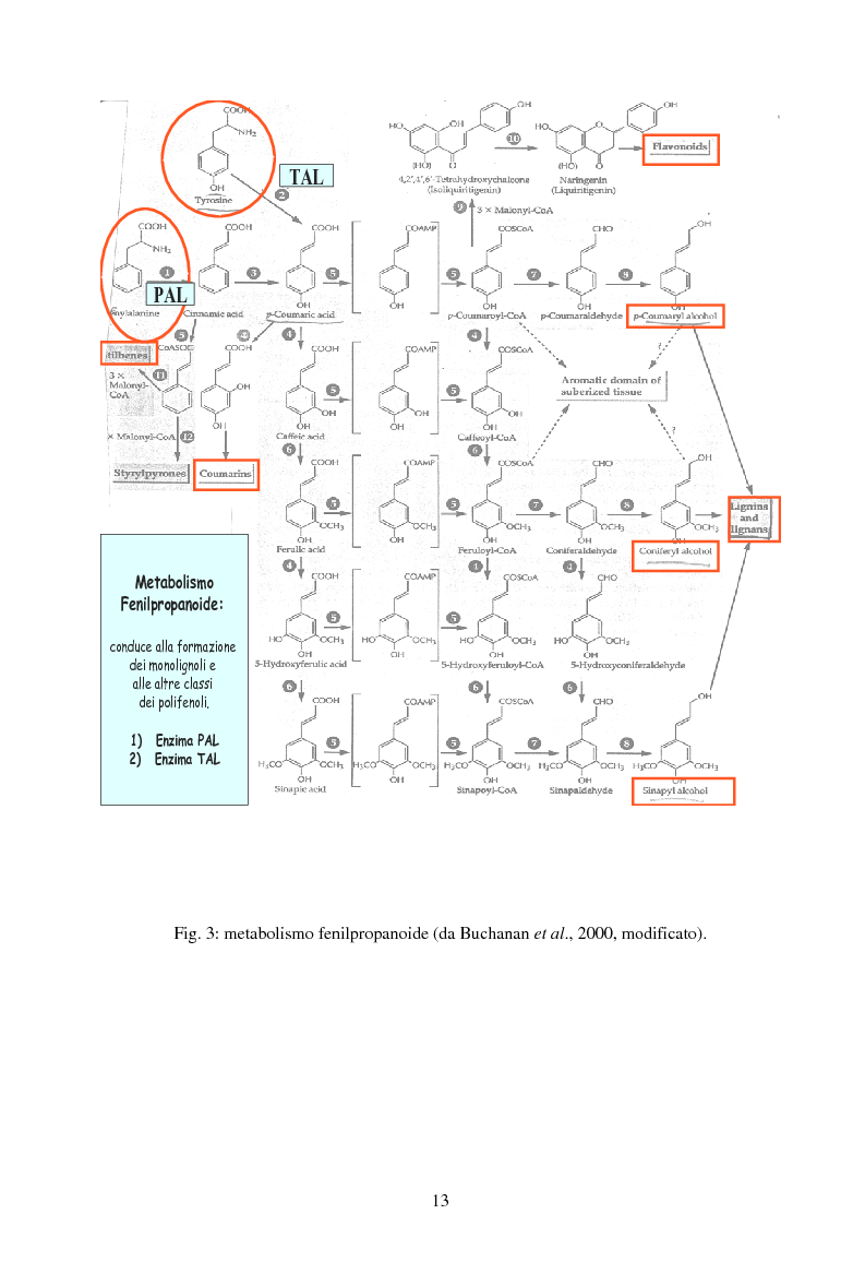 Anteprima della tesi: Piante micorrizate di carciofo: fenoli totali e attività antiossidante nei capolini, Pagina 11