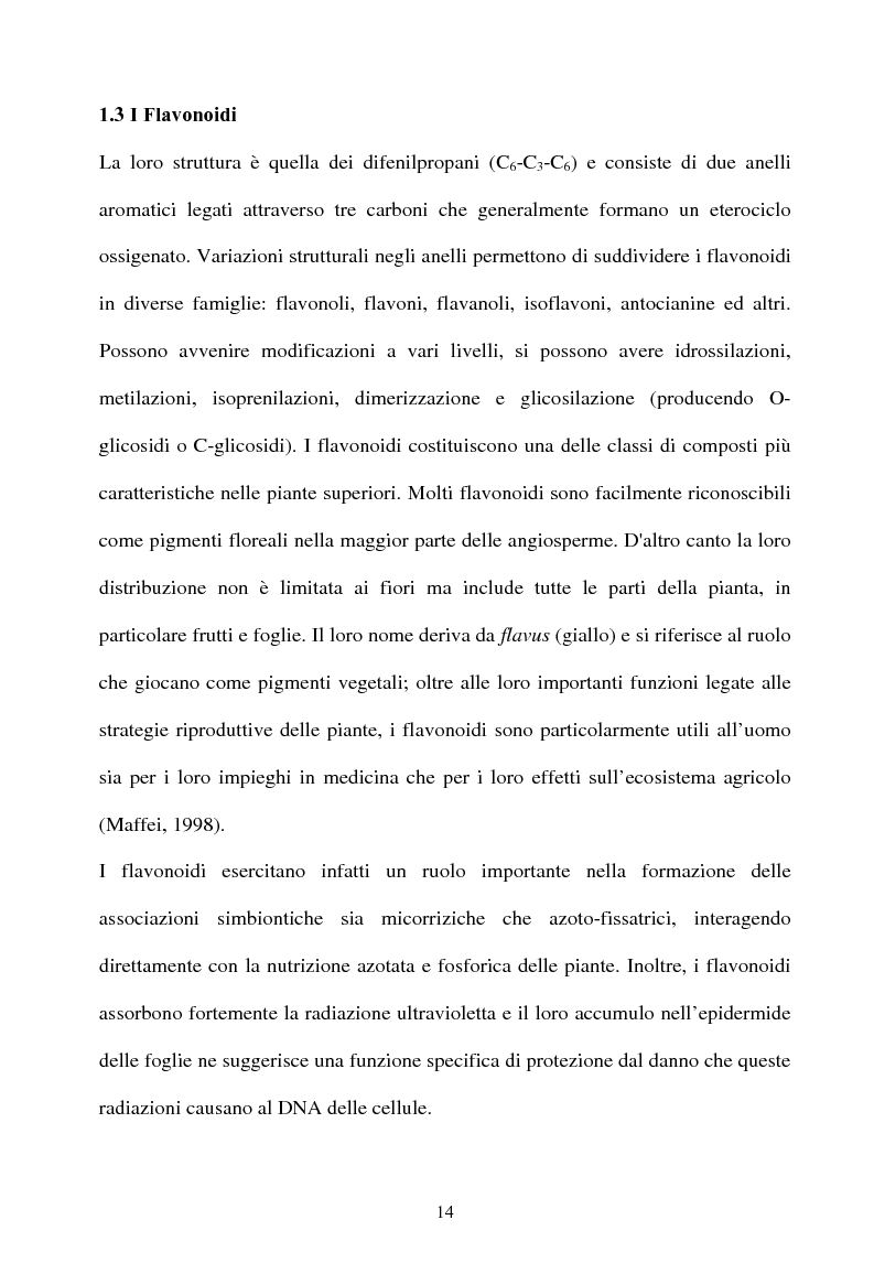 Anteprima della tesi: Piante micorrizate di carciofo: fenoli totali e attività antiossidante nei capolini, Pagina 12