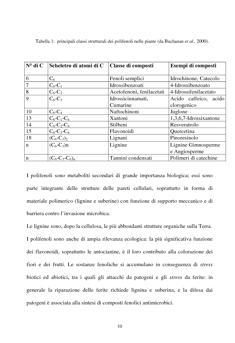 Anteprima della tesi: Piante micorrizate di carciofo: fenoli totali e attività antiossidante nei capolini, Pagina 8