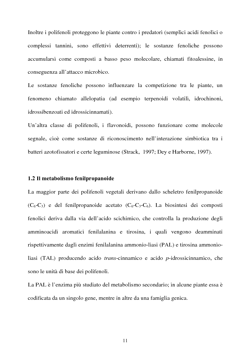 Anteprima della tesi: Piante micorrizate di carciofo: fenoli totali e attività antiossidante nei capolini, Pagina 9