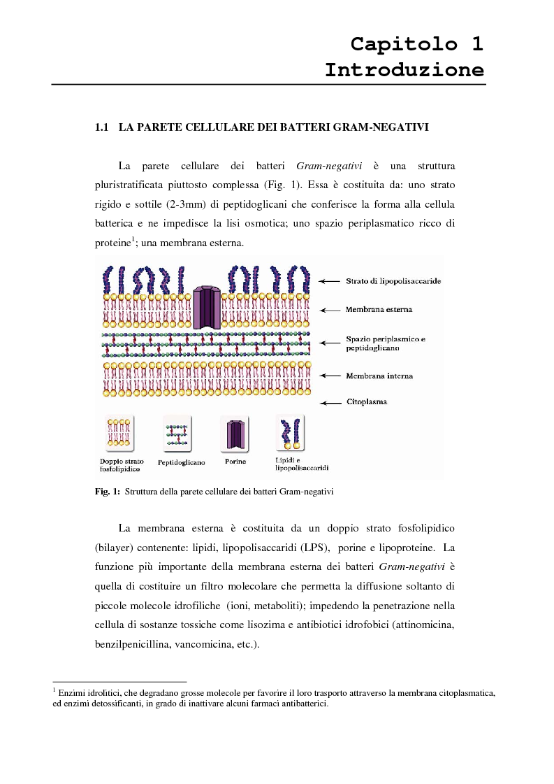 Anteprima della tesi: Proteina P2 da Haemophilus influenzae - Sintesi, caratterizzazione strutturale e attività biologica dei loop superficiali, Pagina 3