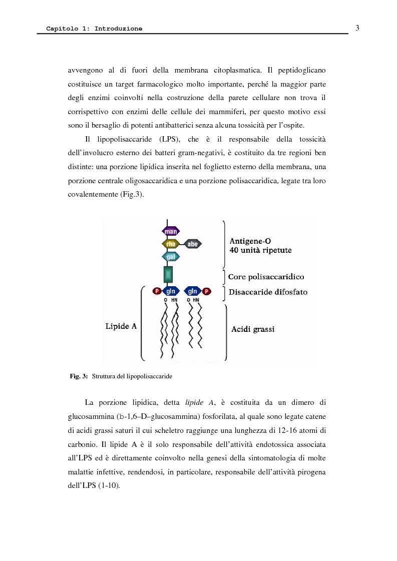 Anteprima della tesi: Proteina P2 da Haemophilus influenzae - Sintesi, caratterizzazione strutturale e attività biologica dei loop superficiali, Pagina 5