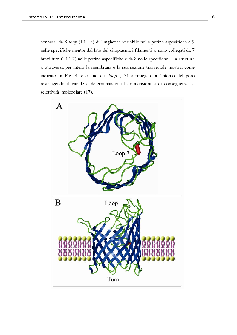 Anteprima della tesi: Proteina P2 da Haemophilus influenzae - Sintesi, caratterizzazione strutturale e attività biologica dei loop superficiali, Pagina 8