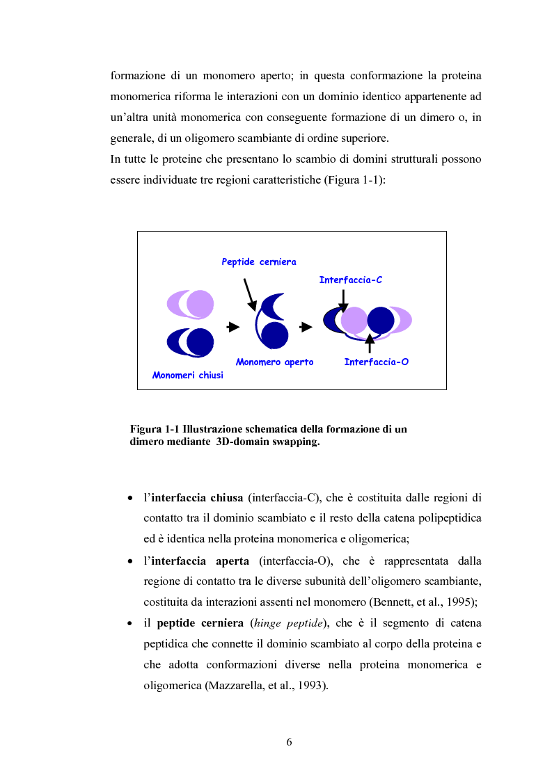 Anteprima della tesi: Ruolo dei peptidi cerniera nella formazione di dimeri non-covalenti della ribonucleasi bovina pancreatica mediante scambio di domini strutturali, Pagina 3