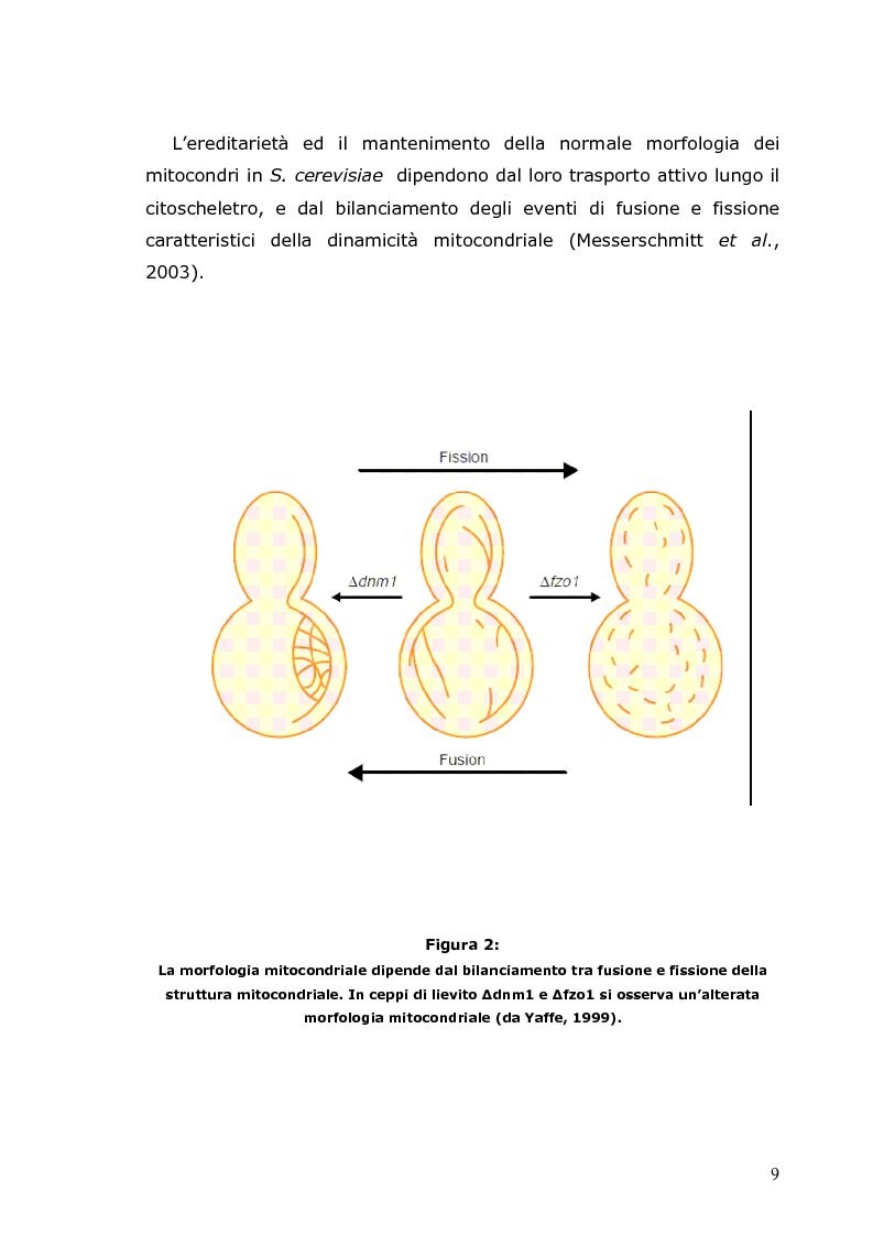 Trasporto attivo e passivo pdf editor