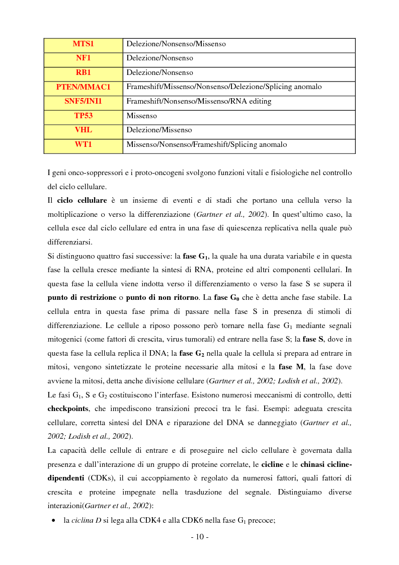 Anteprima della tesi: Studio dell'espressione di EEF1A e delle sue isoforme in linee cellulari tumorali umane, Pagina 5