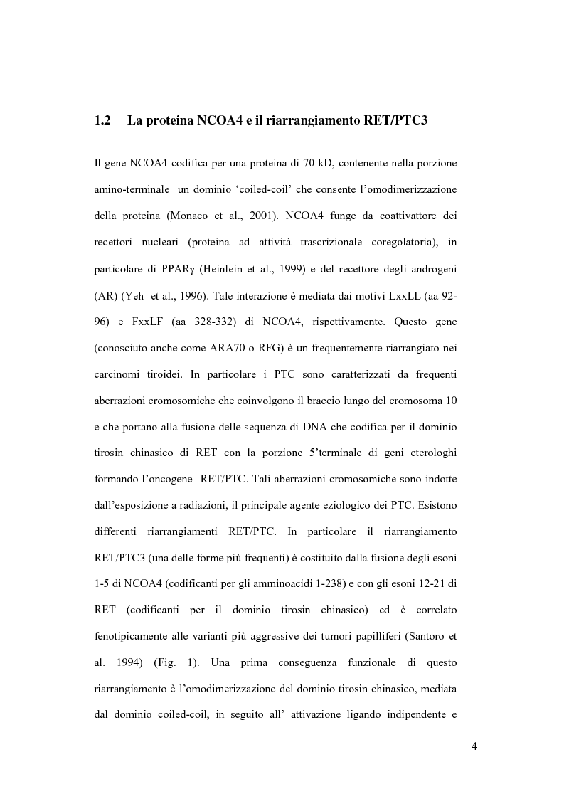 Anteprima della tesi: L'espressione regolata della proteina NCOA4 nel sistema T_REX e gli effetti sulla crescita cellulare, Pagina 4