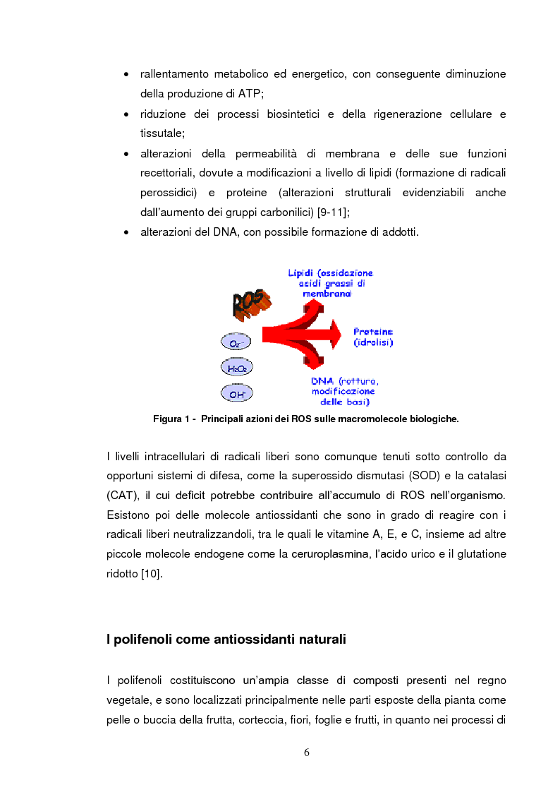 Anteprima della tesi: Effetti su proteasomi e proprietà antiossidanti di un prodotto di ossidazione dell’EGCG, Pagina 3