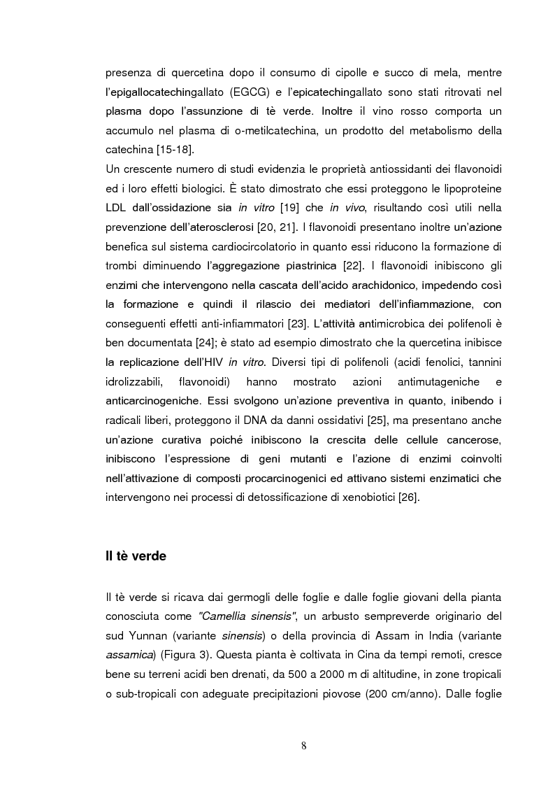 Anteprima della tesi: Effetti su proteasomi e proprietà antiossidanti di un prodotto di ossidazione dell’EGCG, Pagina 5