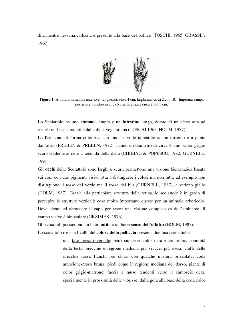 Anteprima della tesi: Nuovi dati sul comportamento di Sciurus vulgaris merdionalis in Calabria, Pagina 7