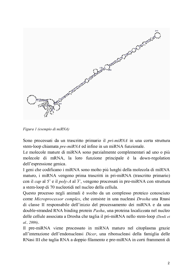 Anteprima della tesi: Profilo di espressione di microRNA in linee cellulari di osteosarcoma, Pagina 2