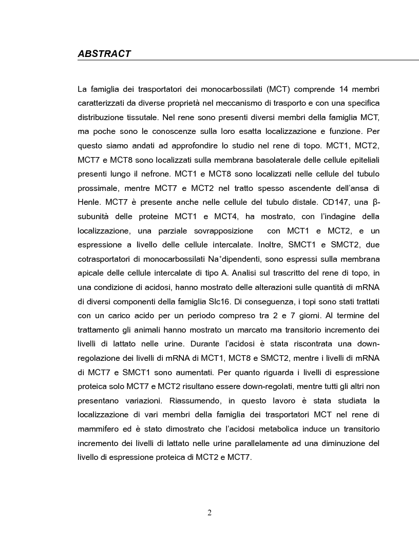 Anteprima della tesi: Localization of members of the MCT monocarboxylate transporter family Slc16 in the kidney and regulation during metabolic acidosis, Pagina 2
