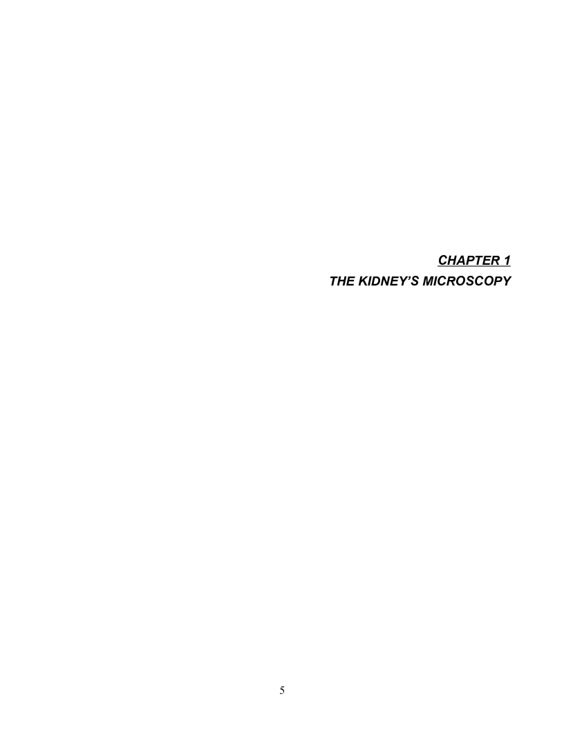 Anteprima della tesi: Localization of members of the MCT monocarboxylate transporter family Slc16 in the kidney and regulation during metabolic acidosis, Pagina 5