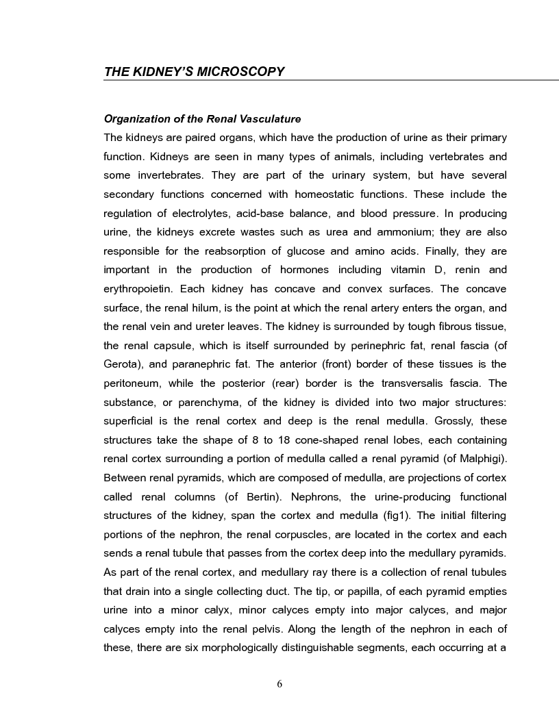 Anteprima della tesi: Localization of members of the MCT monocarboxylate transporter family Slc16 in the kidney and regulation during metabolic acidosis, Pagina 6