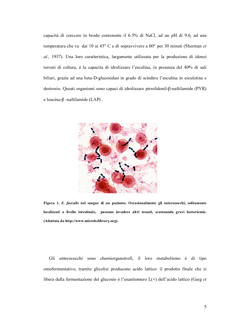 Anteprima della tesi: Identificazione e tipizzazione molecolare di enterococchi vancomicina resistenti (VRE) nell’Azienda Ospedaliera San Camillo-Forlanini, Pagina 3