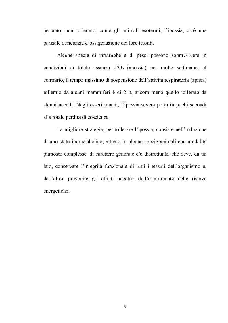 Anteprima della tesi: Le risposte adattative all'ipossia: dagli animali marini all'uomo, Pagina 5