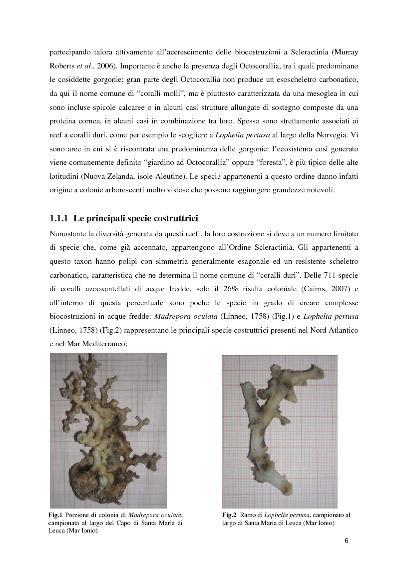 Anteprima della tesi: Habitat Mapping e Visual Census nell'area a coralli profondi di Santa Maria di Leuca (Mar Ionio Settentrionale), Pagina 3