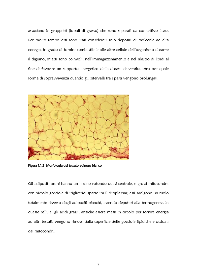 Anteprima della tesi: Il ruolo delle adipochine nel tessuto adiposo, Pagina 5